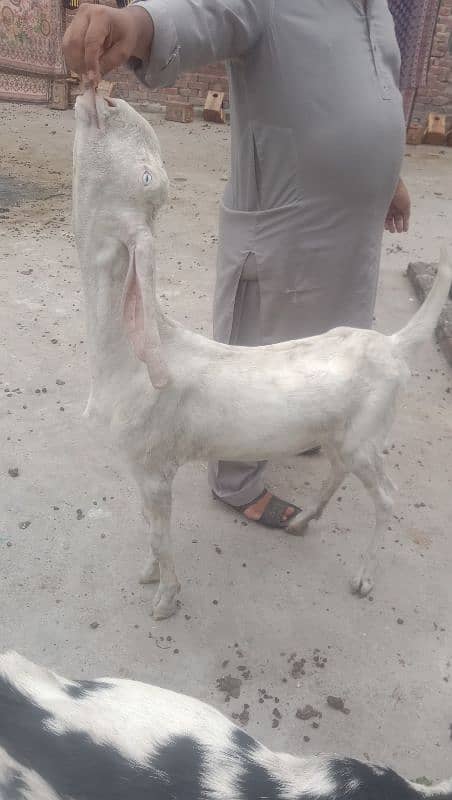 rajanpuri bakri ek Desi bakri sone wali hai 03224565094 2