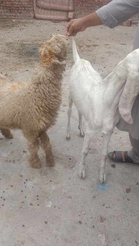 rajanpuri bakri ek Desi bakri sone wali hai 03224565094 4