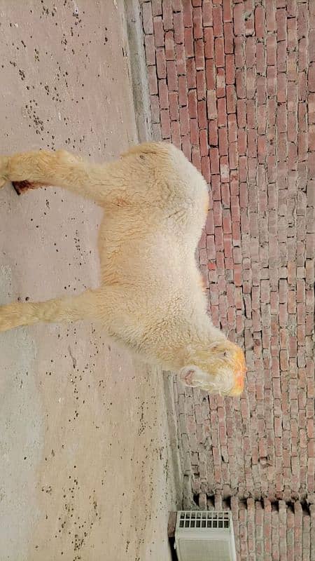 rajanpuri bakri ek Desi bakri sone wali hai 03224565094 5