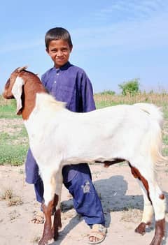 Bakra male 5 months