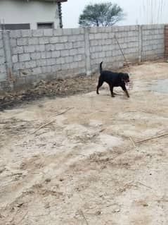 Rottweiler breeder female