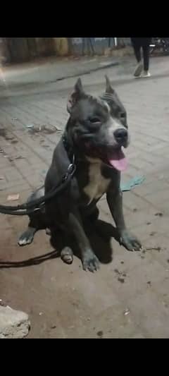 pitbull