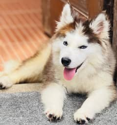 Siberian husky female puppy available for sale