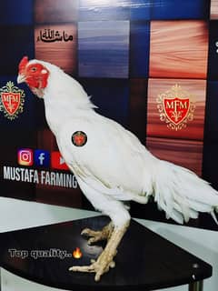 White Paper Heera / Aseel Pair / Pure Aseel Hen / High Quality Heera