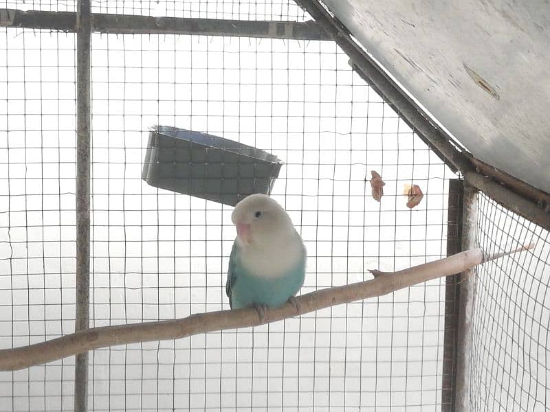 blue love bird femail blue parsnata with nest box 3