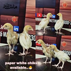 Paper White Chicks | Aseel Chicks | High Quality Heera | Aseel Pair