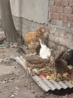 4 Aseel Hens 1 Golden Buff Rooster