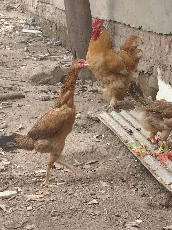 4 Aseel Hens 1 Golden Buff Rooster 1