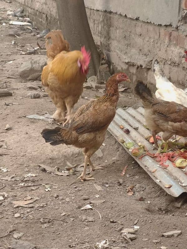 4 Aseel Hens 1 Golden Buff Rooster 2