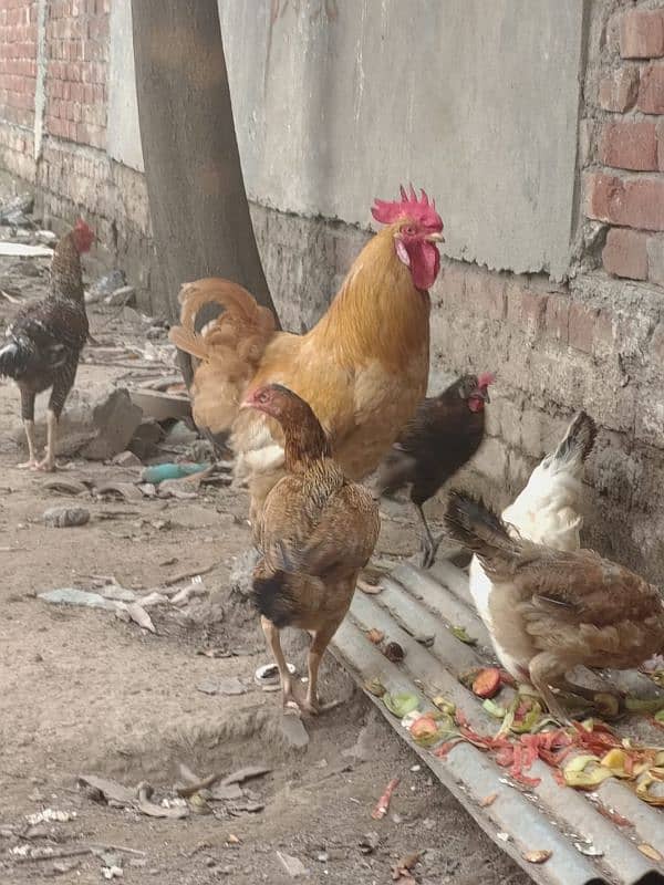 4 Aseel Hens 1 Golden Buff Rooster 6