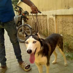 Husky Family dog