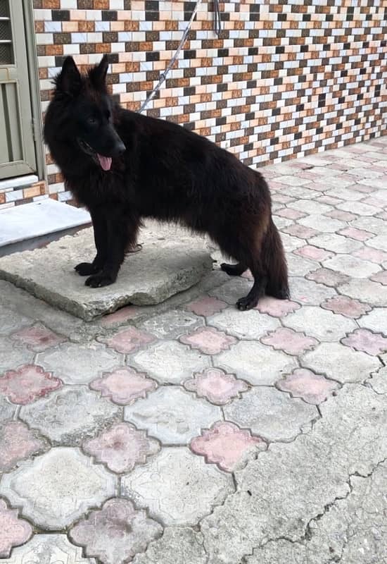 pedigree black german shepherd 3