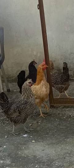 4 hens ( Laying eggs ) fo sale