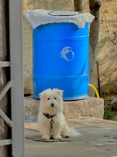 Russian breed pedigree long coat dog