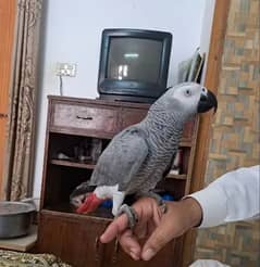 African Grey Female, Congo Grey