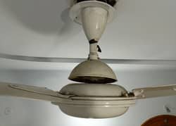 Celling Fans