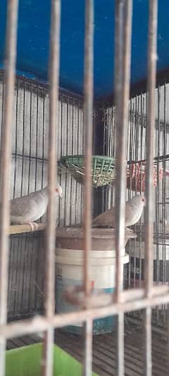 dimond dove breeder pair health and active