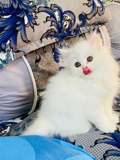 2 month female kitten puch face extra triple coted