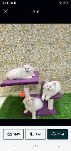 persion cat pair best breed