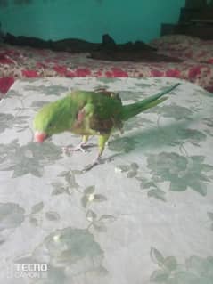 perrot forsale with cage