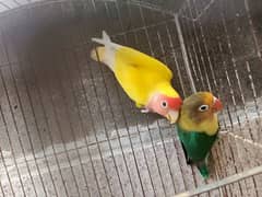 lovebirds