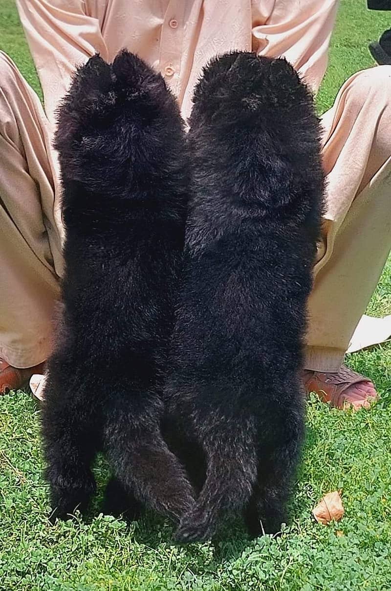 black Shepherd puppy| Long Coat puppies | Dog For Sale | GSD 1