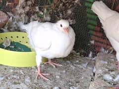 Frill Back Chicks Pair and King Chick for sale