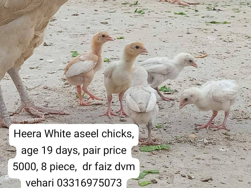 Pure Paper White Heera Aseel chicks ہیرا اصیل چکس، 0