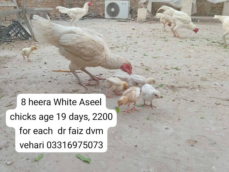 Pure Paper White Heera Aseel chicks ہیرا اصیل چکس، 6