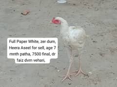 Pure Paper White Heera Aseel chicks ہیرا اصیل چکس،