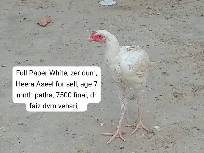 Pure Paper White Heera Aseel chicks ہیرا اصیل چکس، 7