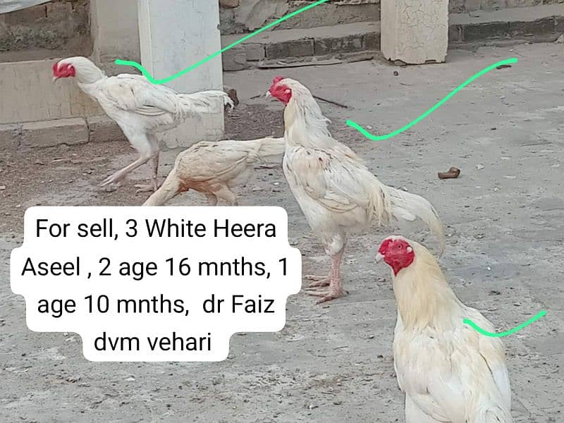 Pure Paper White Heera Aseel chicks ہیرا اصیل چکس، 15