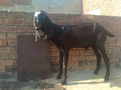 2 Goats/Bakray for Sale