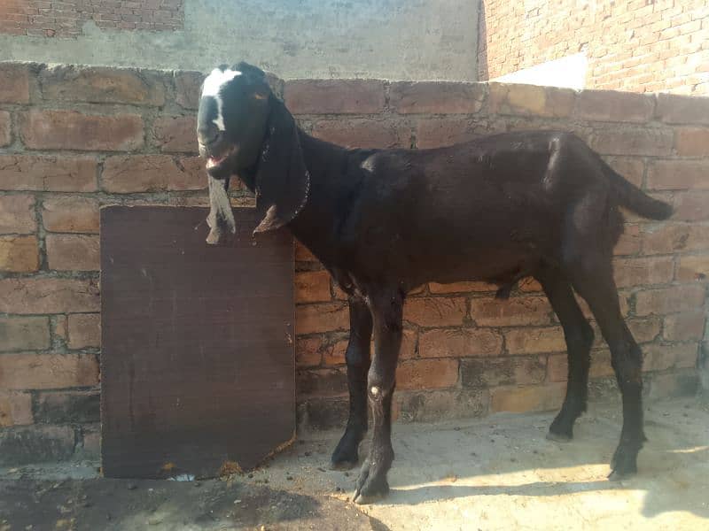 2 Goats/Bakray for Sale 0