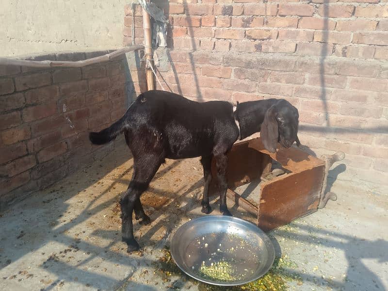 2 Goats/Bakray for Sale 1