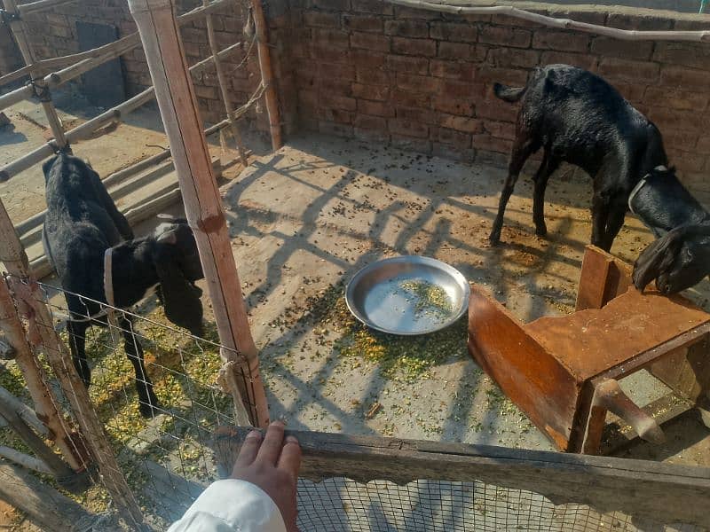 2 Goats/Bakray for Sale 2