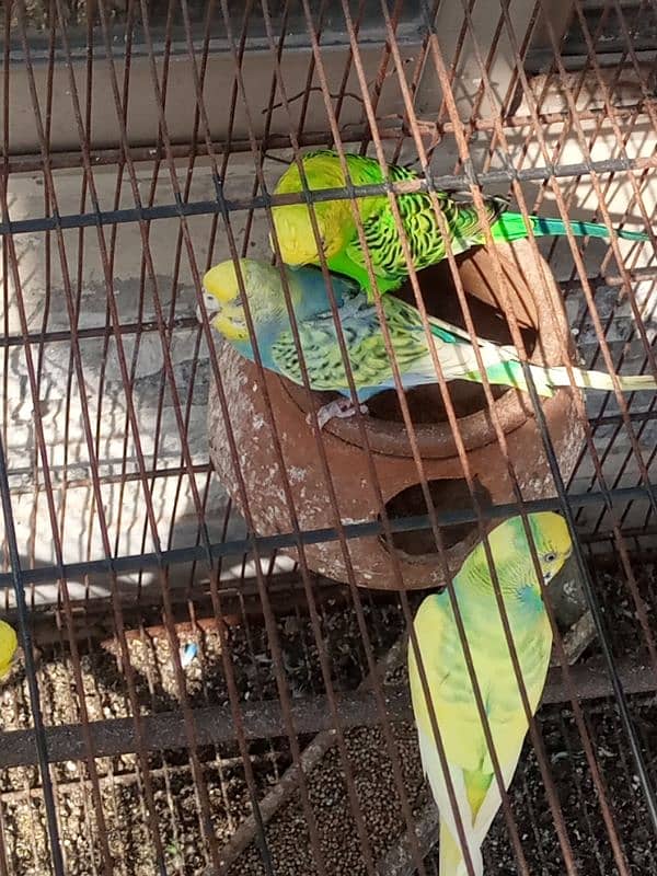 Australian beautiful large Parrots for sale 4