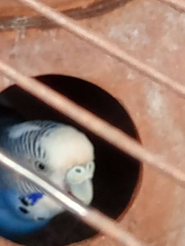 Australian beautiful large Parrots for sale 5