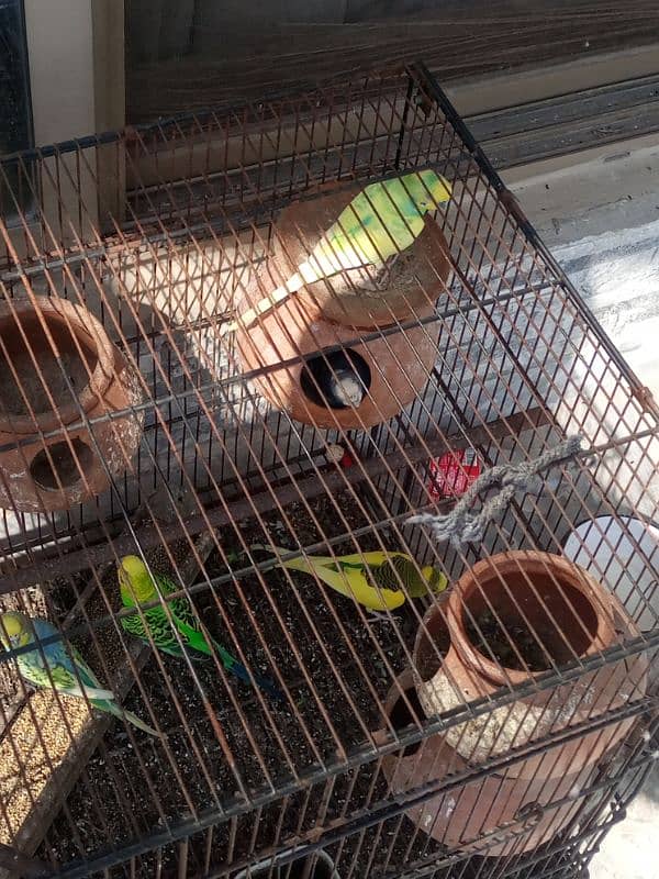 Australian beautiful large Parrots for sale 7