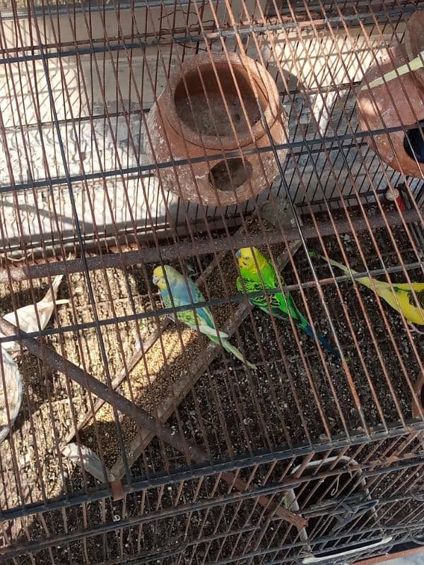 Australian beautiful large Parrots for sale 8