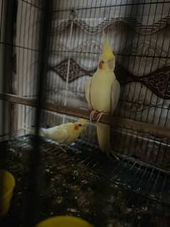 Common white breeder pair 03078333751 wattsapp