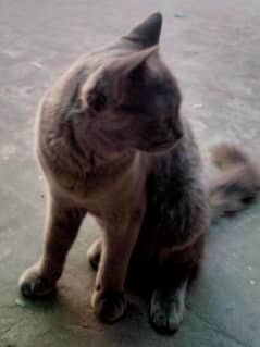 persion male cat sale aviable hai phone number 03235827072