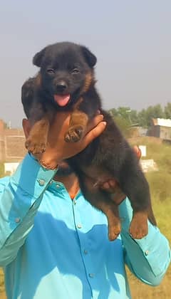 German Shepherd puppy| Long Coat puppies | Dog For Sale | GSD