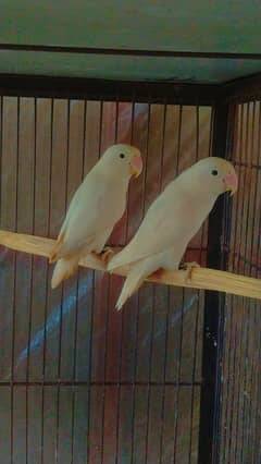 Albino Green Fisher Latino parsnata