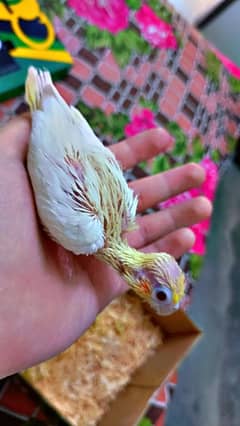 Cockatiel baby