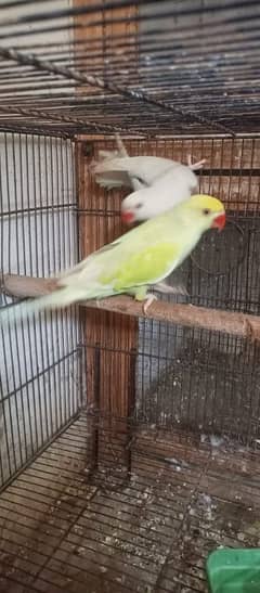 YOUNG PAIR OF RINGNECK