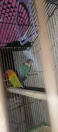 Love Bird with breed || Pair of 6 months || 2 pairs