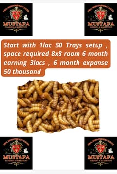 Mealworms | Usa breed Mealworms | beetle| larva | pupa | just Rs : 1/-