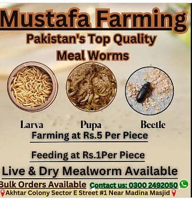 Mealworms | Usa breed Mealworms | beetle| larva | pupa | just Rs : 1/- 4