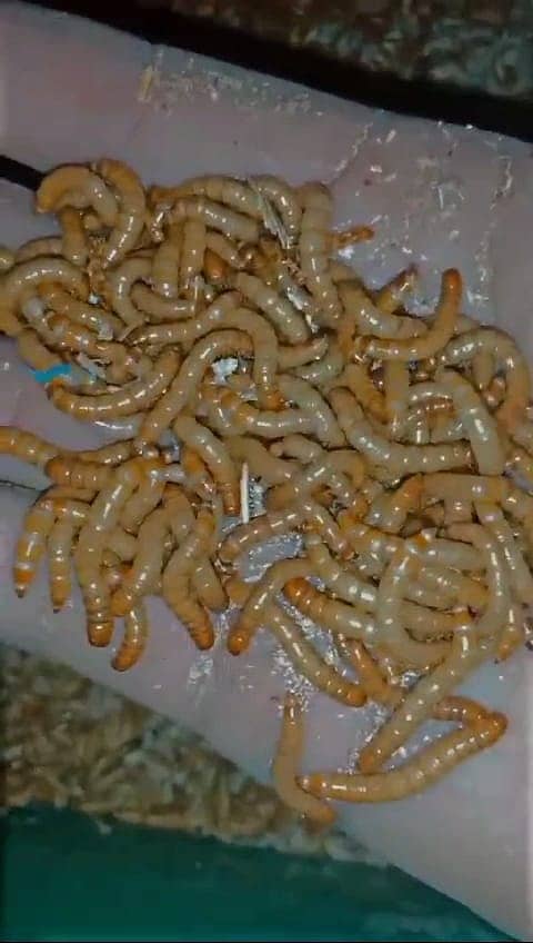 Mealworms | Usa breed Mealworms | beetle| larva | pupa | just Rs : 1/- 6